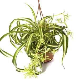 Curly Spider Plant 'Bonnie' (Chlorophytum comosum) - Plant Club | Geoponics
