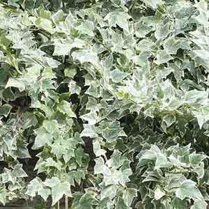 English Ivy 'Eva' (Hedera helix) - Plant Club | Geoponics