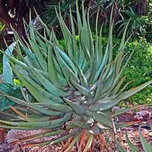 Aloe Shrub (Aloe vera) - Plant Club | Geoponics