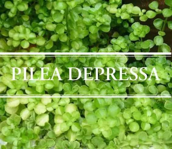 Pilea Depressa - Plant Club | Geoponics