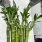 3 feet straight lucky bamboo small leaves