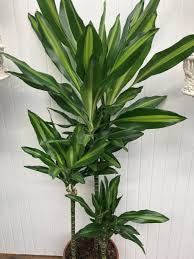 Draceana Green (Vigoro Dracaena Cintho Variegated )in growing pot