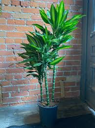 Draceana Green (Vigoro Dracaena Cintho Variegated )in growing pot