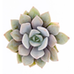 2.25" Plant Baby Succulents tray