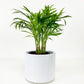 Assorted Palm Family | Palm Parlour (in growing pot)