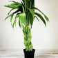 4" Lucky Bamboo Elegant Twist ( Assorted) - Plant Club | Geoponics