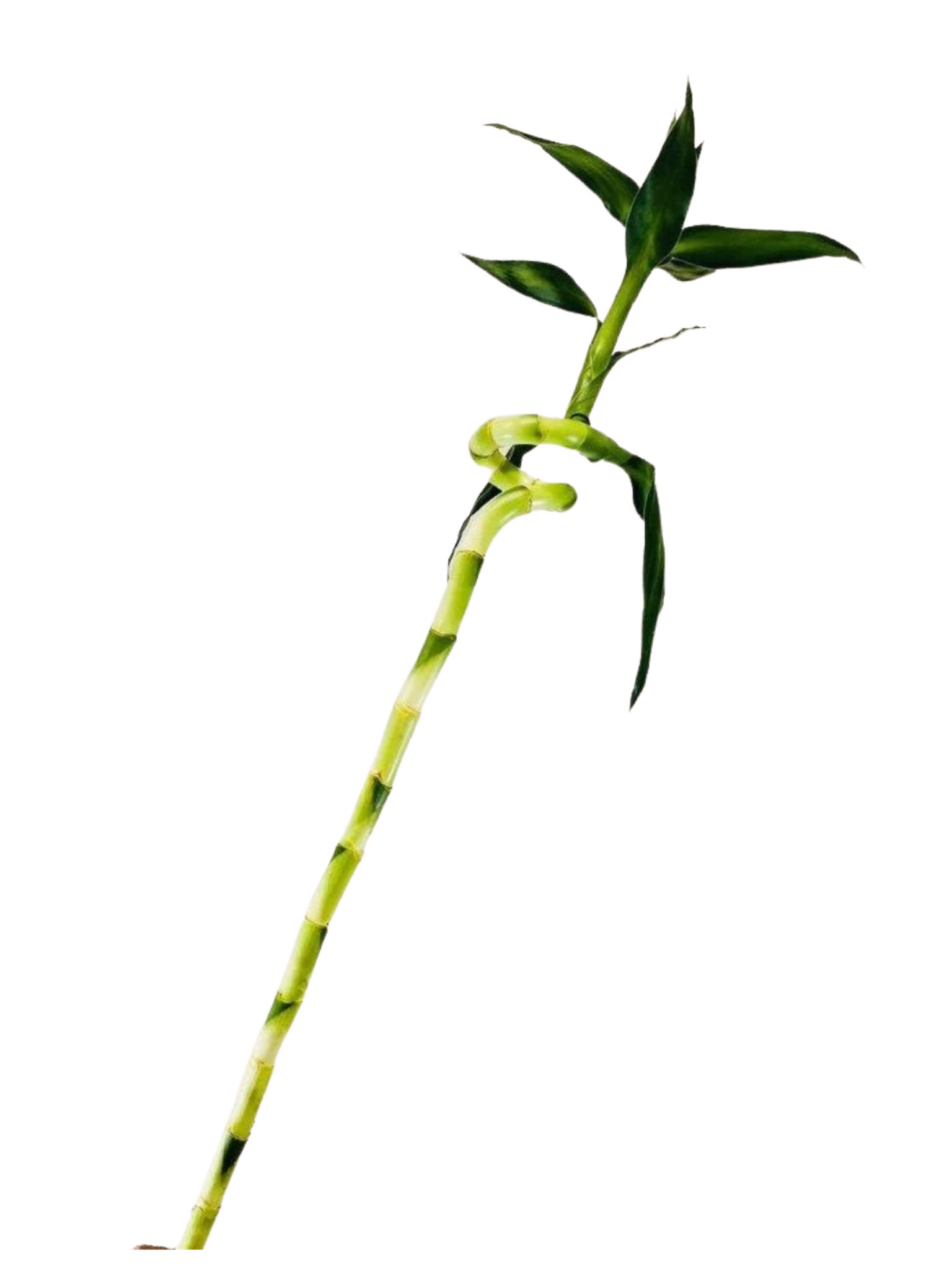 Spiral Lucky Bamboo Plant 90 cm  Bamboo Plants Online - Root Bridges