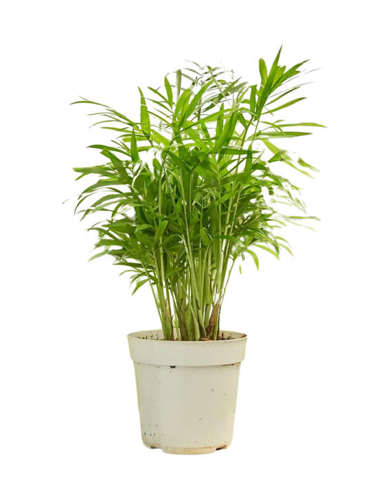 Assorted Palm Family | Palm Parlour (in growing pot)