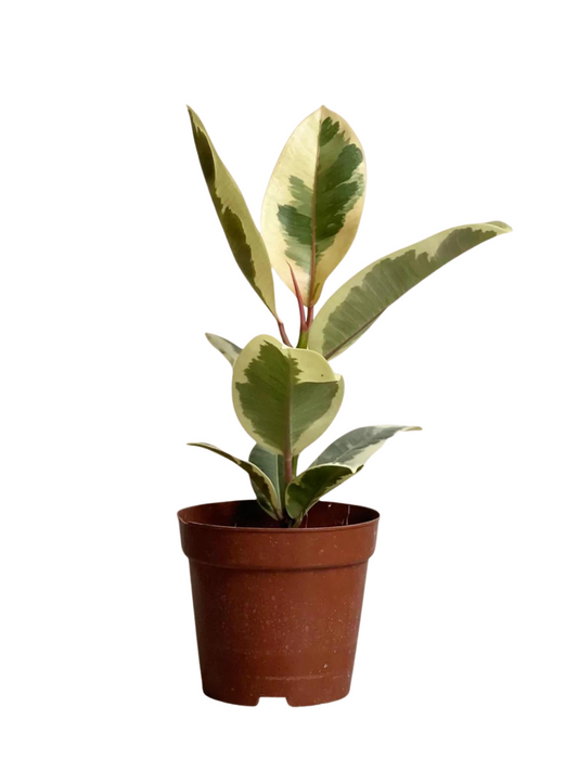Ficus Rubber Plant Variegated (4”