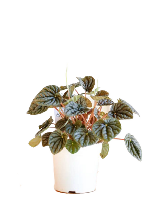 Peperomia Ripple 5” grower pot