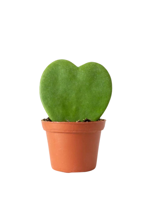 Hoya Heart in growing pot