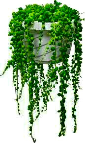 String of Pearls (pot not included)