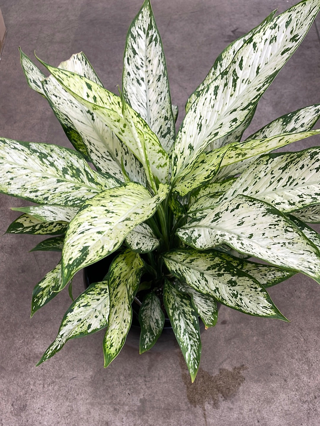 Dieffenbachia10” Dark green sparkle (growing pot