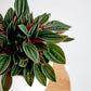 Peperomia Rosso in growing pot