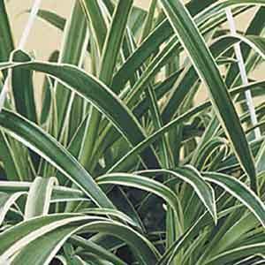 Spider Plant Indoors (Chlorophytum comosum) - Plant Club | Geoponics
