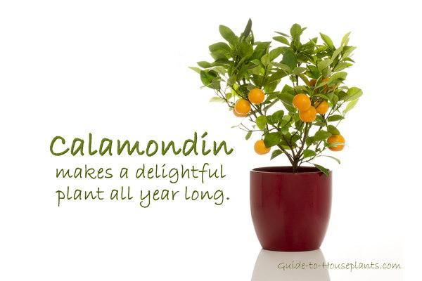 Calamondin Orange Tree (Indoors) - Plant Club | Geoponics