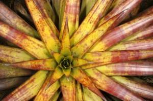 Cryptanthus, Pink - Plant Club | Geoponics