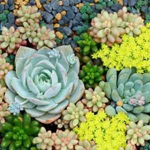 Succulents - Perennial - Plant Club | Geoponics