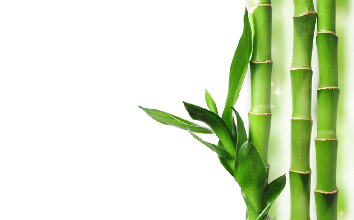 Lucky Bamboo FAQS - Plant Club | Geoponics