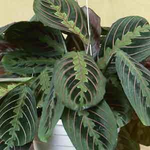 Prayer Plant (Maranta leuconeura) - Plant Club | Geoponics
