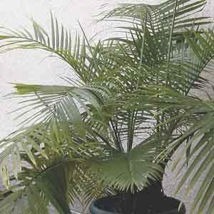 Majesty Palm (Ravenea rivularis) - Plant Club | Geoponics