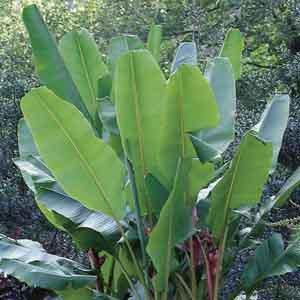 Banana Tree (Musa species) - Plant Club | Geoponics