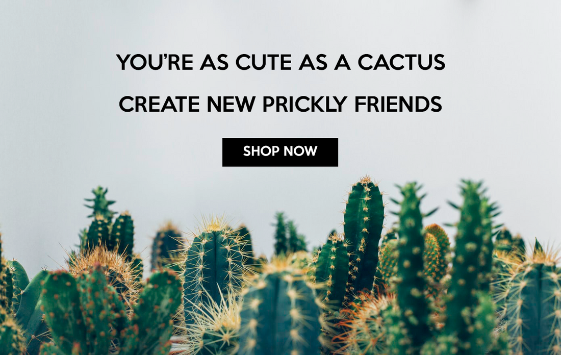 Cactus Care - Plant Club | Geoponics