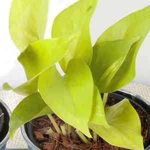 Pothos 'Neon' (Epipremnum pinnatum) - Plant Club | Geoponics