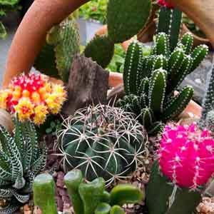 Cacti and Succulents Indoors - Plant Club | Geoponics
