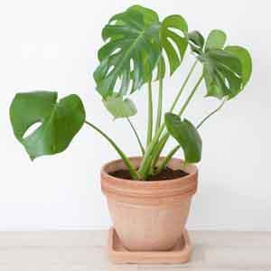Monstera, Split Leaf Philodendron (Monstera deliciosa) - Plant Club | Geoponics