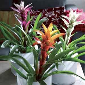 Bromeliad - Plant Club | Geoponics