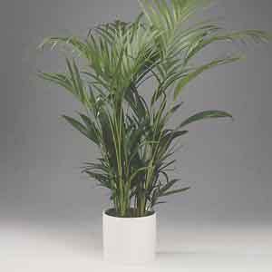 Areca Palm, Golden Cane Palm Indoors (Dypsis lutescens) - Plant Club | Geoponics