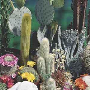 Cactus Indoors - Plant Club | Geoponics
