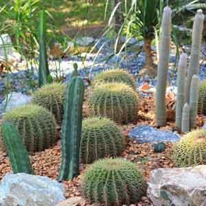 Cactus Outdoors - Plant Club | Geoponics