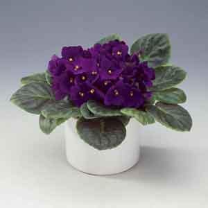 African Violet (Saintpaulia ionantha) - Plant Club | Geoponics