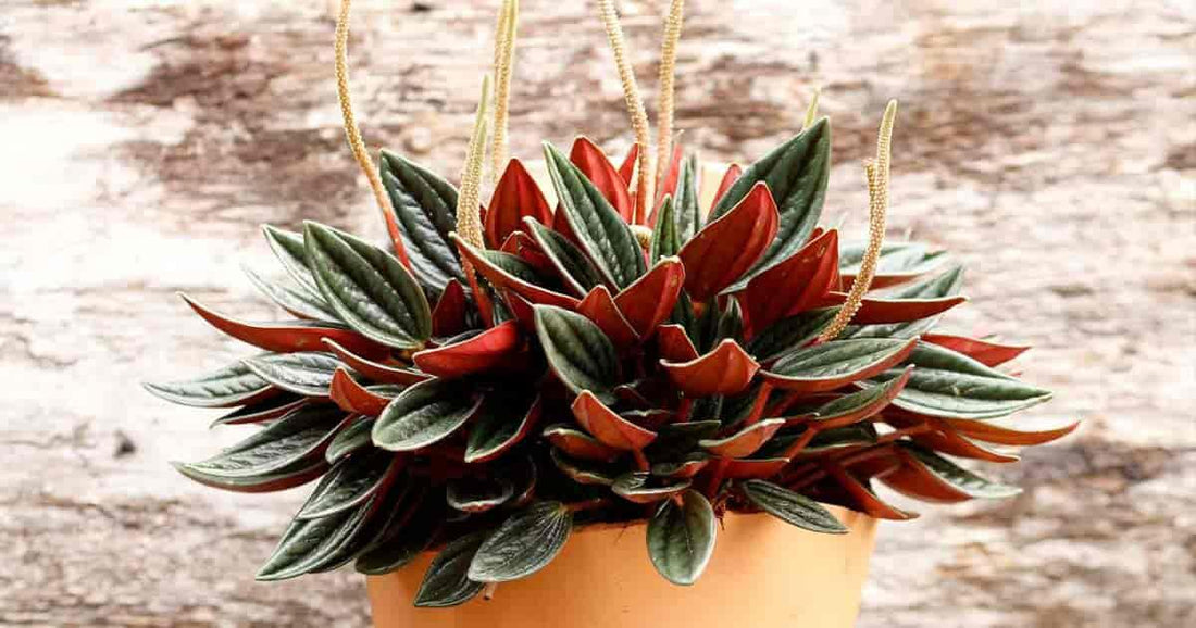 Peperomia Rosso - Plant Club | Geoponics
