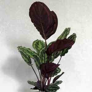 Prayer Plant, Rose-Painted Calathea (Calathea roseopicta) - Plant Club | Geoponics