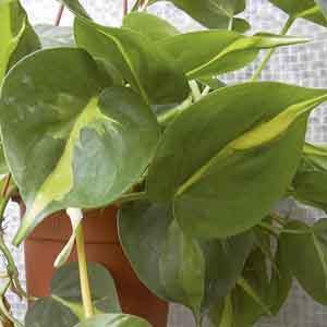 Heart-Leaf Philodendron 'Brasil' (Philodendron hederaceum) - Plant Club | Geoponics