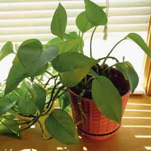 Pothos 'Jade' (Epipremnum pinnatum) - Plant Club | Geoponics