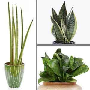 Mother-in-law's Tongue, Snake Plant Indoors (Sansevieria species) - Plant Club | Geoponics