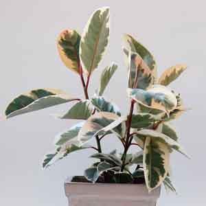 Variegated Rubber Plant 'Variegata' (Ficus elastica) - Plant Club | Geoponics