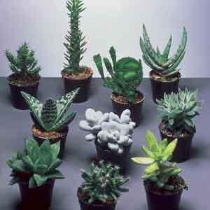 Succulents Indoors - Plant Club | Geoponics