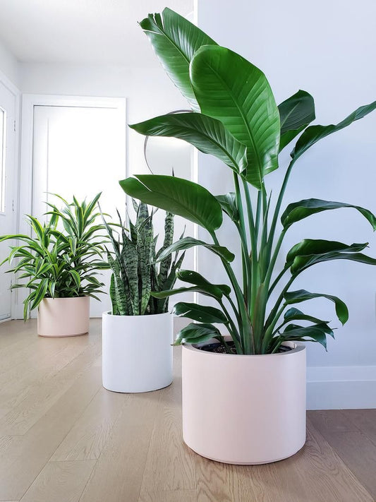 Ways to Bring Cottagecore to Life in Your Home - Plant Club | Geoponics