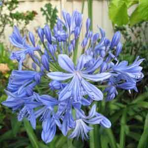 African Lily Indoors (Agapanthus species) - Plant Club | Geoponics