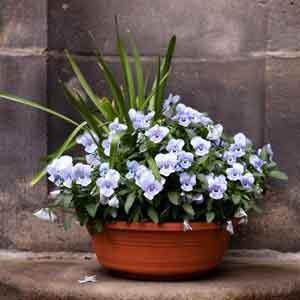 Annual Combination Planter Spring Viola Bowl (Viola cornuta) - Plant Club | Geoponics