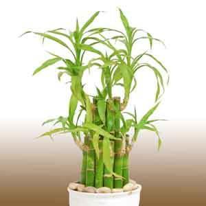 Lucky Bamboo, Ribbon Plant (Dracaena sanderiana) - Plant Club | Geoponics