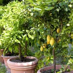 Patio Lemon Tree (Citrus limon) - Plant Club | Geoponics