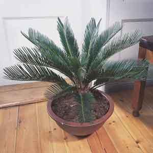 Sago Palm (Cycas revoluta) - Plant Club | Geoponics