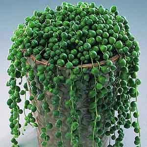 String of Pearls (Senecio rowleyanus) - Plant Club | Geoponics