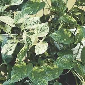 Pothos, Devil's Ivy (Scindapsus species) - Plant Club | Geoponics